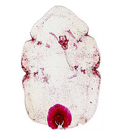 Ceroplastes rubens Maskell | Scale Insects