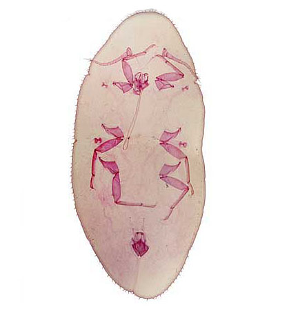 Pulvinaria psidii Maskell | Scale Insects