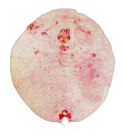 Lecanodiaspis prosopidis (Maskell) | Scale Insects