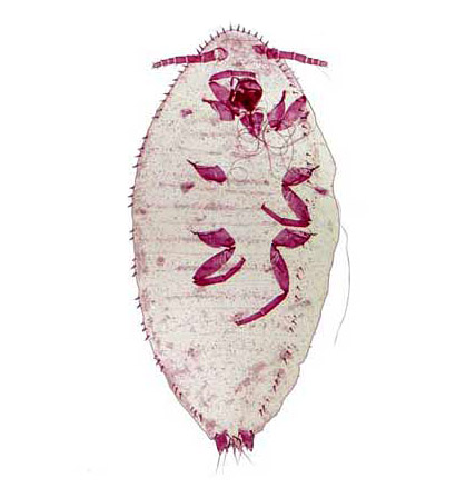 Acanthococcus araucariae (Maskell) | Scale Insects