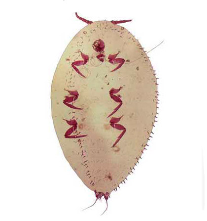 Acanthococcus coccineus (Cockerell) | Scale Insects