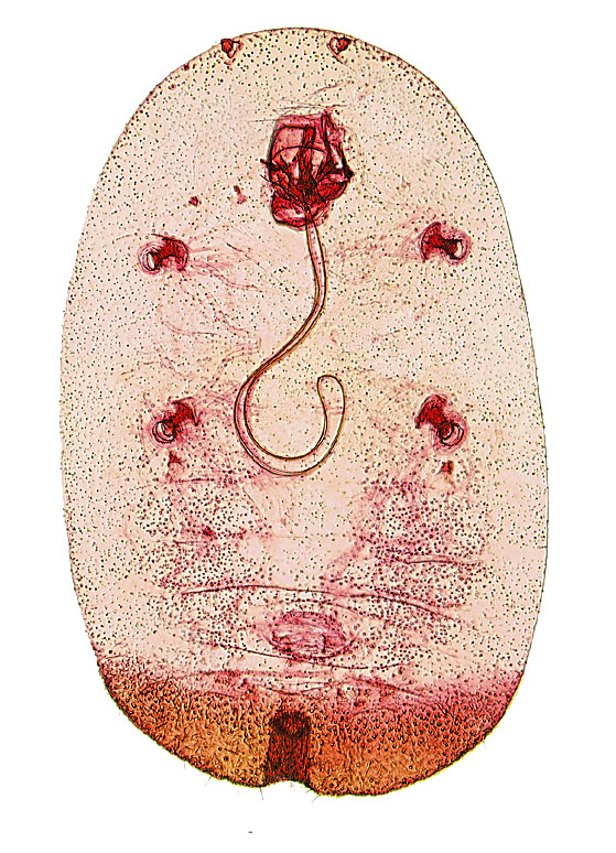  Pseudococcidae:  Antonina graminis  