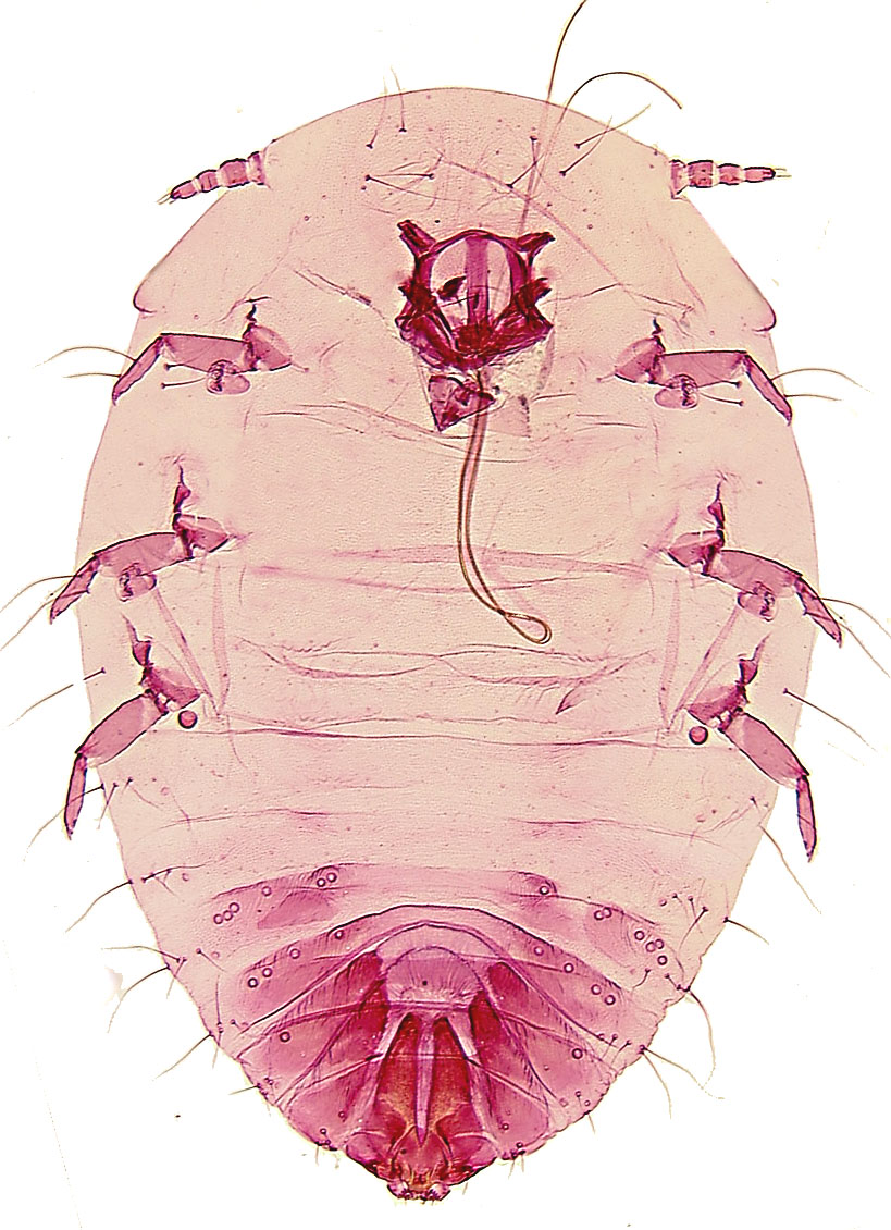  Conchaspididae:  Conchaspis angraeci  
