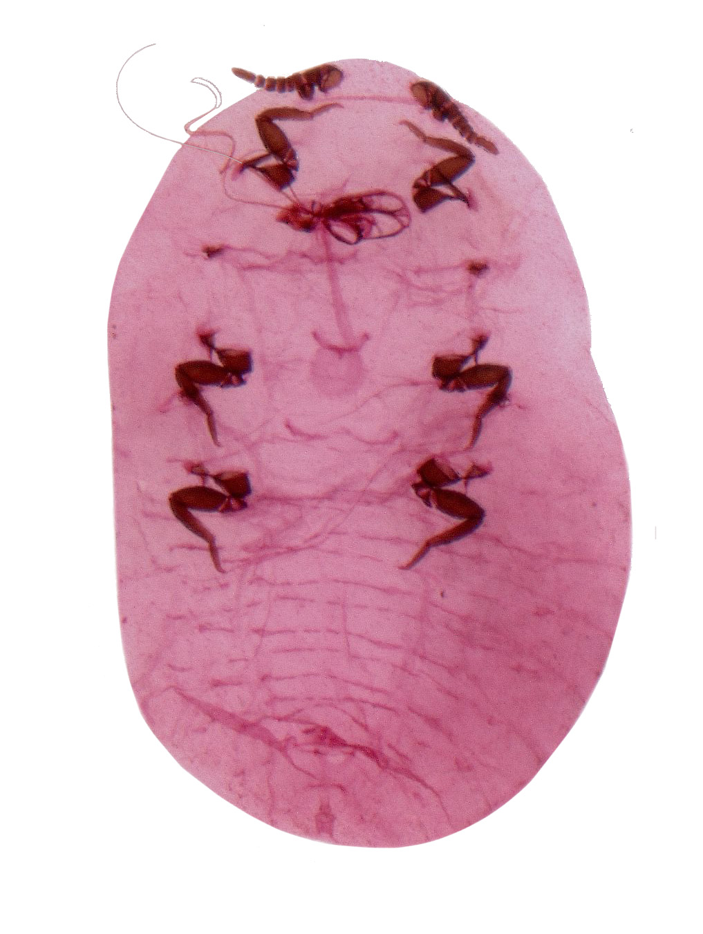  Marchalinidae:  Marchalina hellenica  