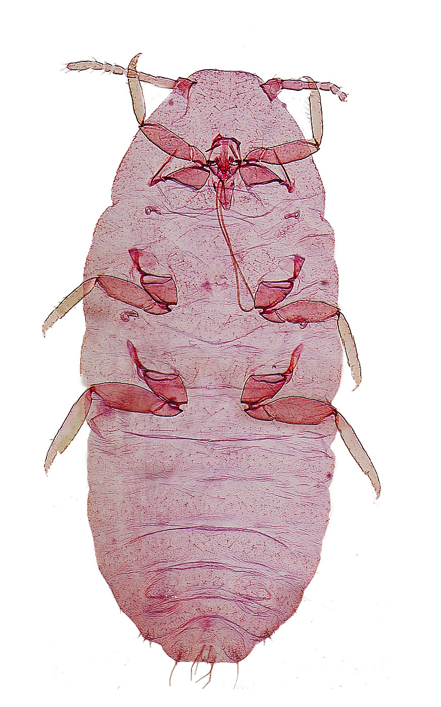  Pseudococcidae:  Vryburgia amaryllidis  