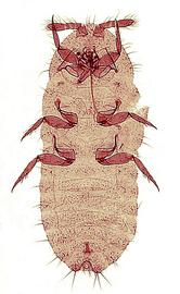  Rhizoecidae:  Rhizoecus hibisci  