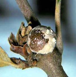 Kermesidae | Scale Insects