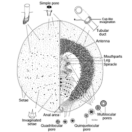 Kermesidae | Scale Insects