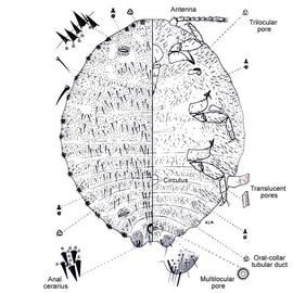 Exallomochlus hispidus | Scale Insects
