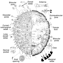 Stictococcus intermedius | Scale Insects