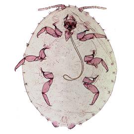 Exallomochlus hispidus | Scale Insects