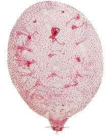 Gallery | Scale Insects