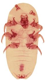 Micrococcidae | Scale Insects
