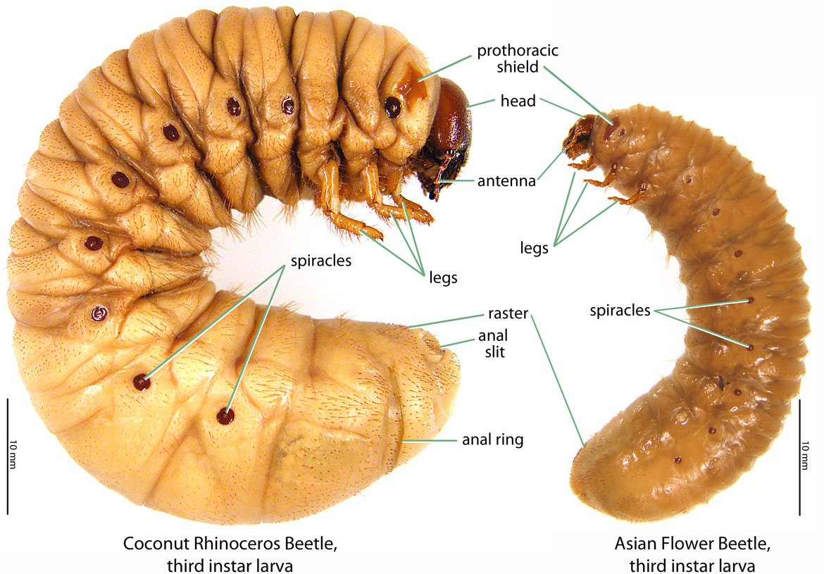 Scarab Anatomy Hawaiian Scarabs Scarab Anatomy Hawaiian Scarabs