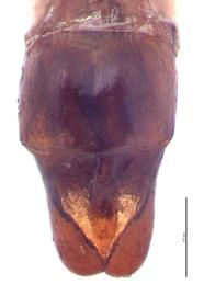   Anomala orientalis  male genitalia, dorsal view; photo by E.L. Engasser 
