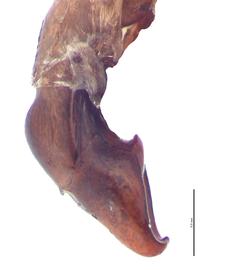   Anomala orientalis  male genitalia, lateral view; photo by E.L. Engasser 
