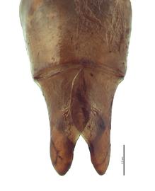   Anomala viridana  male genitalia, dorsal view; photo by E.L. Engasser 