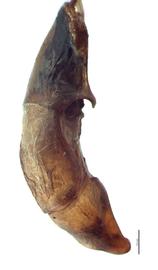   Anomala viridana  male genitalia, lateral view; photo by E.L. Engasser 