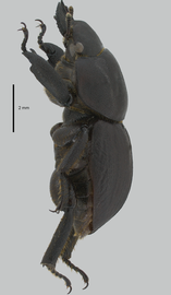   Apterocyclus kawaiinbsp; male lateral view; photo by J Buck Dunlap 