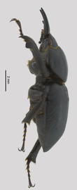   Apterocyclus palmatusnbsp; male lateral view; photo by J Buck Dunlap 