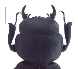   Apterocyclus honoluluensis  male mandibles; photo by E.L. Engasser 