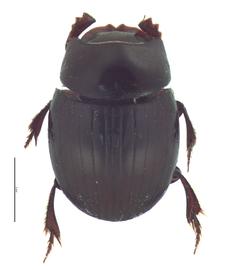   Ateuchus lecontei  female; photo by E.L. Engasser 