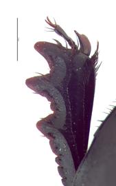   Canthon humectus  male foretibia; photo by E.L. Engasser 