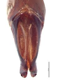   Canthon humectus  male genitalia, caudal view; photo by E.L. Engasser 