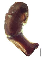   Canthon humectus  male genitalia, lateral view; photo by E.L. Engasser 