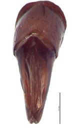   Canthon indigaceus  male genitalia, caudal view; photo by E.L. Engasser 