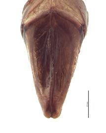   Canthon pilularius  male genitalia, caudal view; photo by E.L. Engasser 