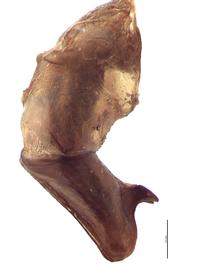   Canthon pilularius  male genitalia, lateral view; photo by E.L. Engasser 