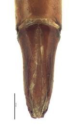   Copris incertus  male genitalia, dorsal view; photo by E.L. Engasser 