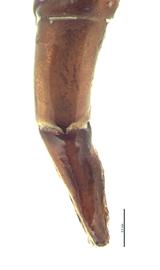   Copris incertus  male genitalia, lateral view; photo by E.L. Engasser 