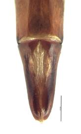   Copris remotus  male genitalia, dorsal view; photo by E.L. Engasser 