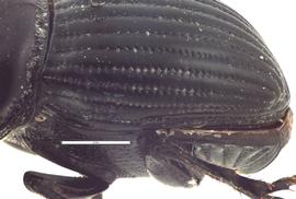   Copris remotus  male elytral striae, lateral view; photo by E.L. Engasser 