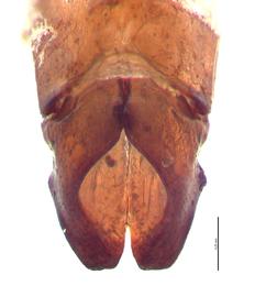   Cyclocephala pasadenae  male genitalia, caudal view; photo by E.L. Engasser 