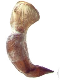   Cyclocephala pasadenae  male genitalia, lateral view; photo by E.L. Engasser 