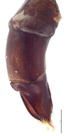   Dichotomius carolinus  male genitalia, lateral view; photo by E.L. Engasser 