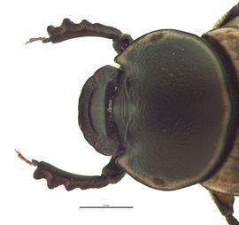   Digitonthophagus gazella  female; photo by E.L. Engasser 