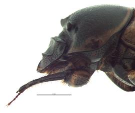   Digitonthophagus gazella  female; photo by E.L. Engasser 