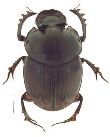   Digitonthophagus gazella  male; photo by E.L. Engasser 