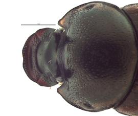   Digitonthophagus gazella  male; photo by E.L. Engasser 