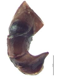   Digitonthophagus gazella  male genitalia, lateral view; photo by E.L. Engasser 