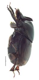   Digitonthophagus gazella  male; photo by E.L. Engasser 