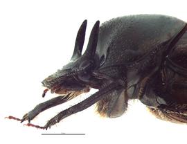   Digitonthophagus gazella  male; photo by E.L. Engasser 