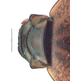   Euoniticellus africanus  male head; photo by E.L. Engasser 