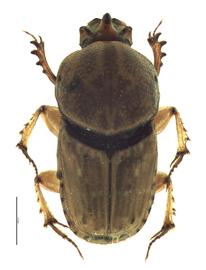   Euoniticellus intermedius  male; photo by E.L. Engasser 