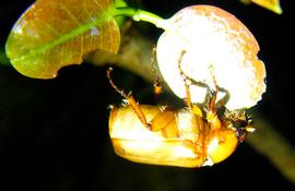  adult  Holotrichia bipunctata  feeding on foliage at night; photo by M.L. Jameson 