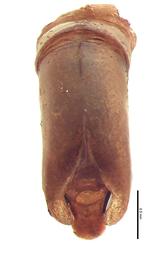   Holotrichia bipunctata  male genitalia, caudal view; photo by E.L. Engasser 